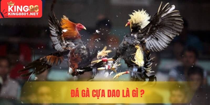 Đá gà cựa dao là gì? 